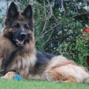 Barina z Wilczego Wzgórza