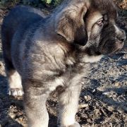 BARROCO de Oro Mastines