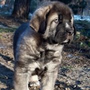 BARROCO de Oro Mastines 2