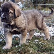 BARROCO de Oro Mastines 3