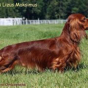 BASIM Lizus Maksimus 