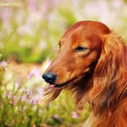 BASIM Lizus Maksimus 2