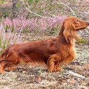 BASIM Lizus Maksimus 4