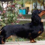 BASSHUBERT COMO UNA OLA- Penny