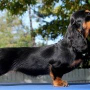 BASSHUBERT COMO UNA OLA- Penny 3