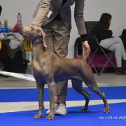 BATISTA'S CALIFORNIA DREAM Imperium Star