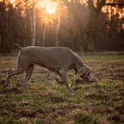 BATISTA'S CALIFORNIA DREAM Imperium Star 2