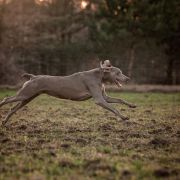 BATISTA'S CALIFORNIA DREAM Imperium Star 3