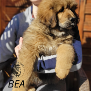 BAYA Fear Faire (FCI)