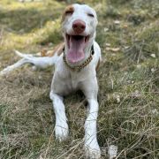 ALMA ARDIENTE UNBELIEVABLE LOVE JULIETTE