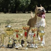 HOME BOY RED PEARL IN GINGER 