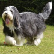 Charlotte Sometimes Del Cuore Impavido 