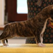 HOUNDSFOREVER Artas
