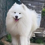 Dorosłe samoyedy i szczenięta na sprzedaż