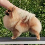 BUBBLEGUM PRINCESS the Scarlet Hill