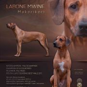 C.I.B , Multichampion, Grandchampion LABONE MWINE Makorikori