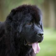 Firuze Beautiful Great Dane FCI