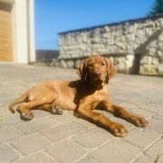 MOZART Mm`s Paws FCI