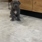 Heart Hunters Night Defenders 