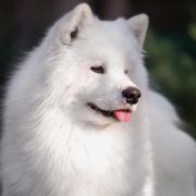 Polar Mist White Star Don Juan 