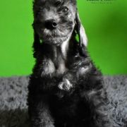 MADOX Diamond Lamb
