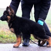 Rosalie vom Haus Gutorov