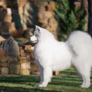 Polar Mist White Star Melania 