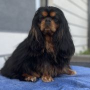 BRANDY Ex imo Corde (FCI)