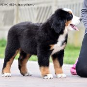 AMDROMEDA Sesto Senso 