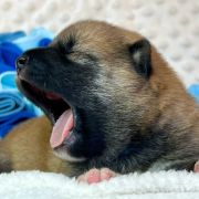 DAITO the Scarlet Hill