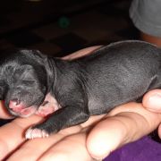 Chiyoko in Terra Civis 