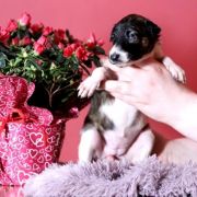 NOBLE NORTH Impuls i Splendor