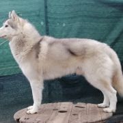 Winter Melody Classic Trouble