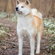 Vörös Villám Natsumi 