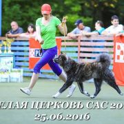 ERECUTO GO FROM HACHIMANTAI