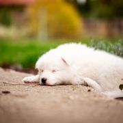 AJUGA z Łaciatej Krainy