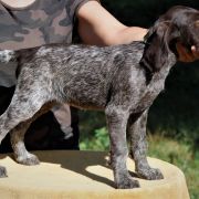 BUKA Mazurska Trufla