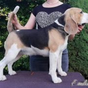 Absolutely Spotless AGORA