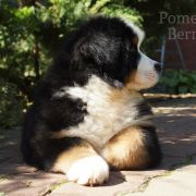 EDELWEISS IZ POMESTYA BERNOV