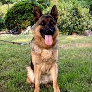 Shakira z Trojańskiego Lasu