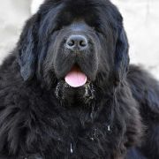 Felicia Beautiful Great Dane FCI