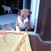 HADES Rossa- Bull