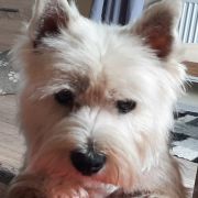 SHIRA Słońce Alaski