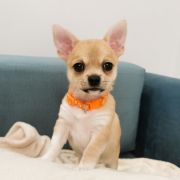 BENJAMIN z Dorzecza FCI