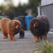 BEA Fear Faire (FCI)