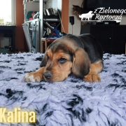 KALINA z Zielone Roztocza