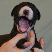 SYRINGA Czar Olbrzyma 