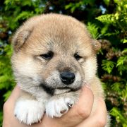 HITOSHI the Scarlet Hill