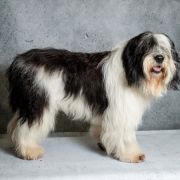 BEDUMIL BORSUCZE SIOŁO FCI