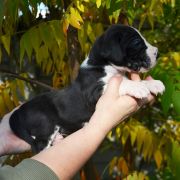 SATUREJA Czar Olbrzyma